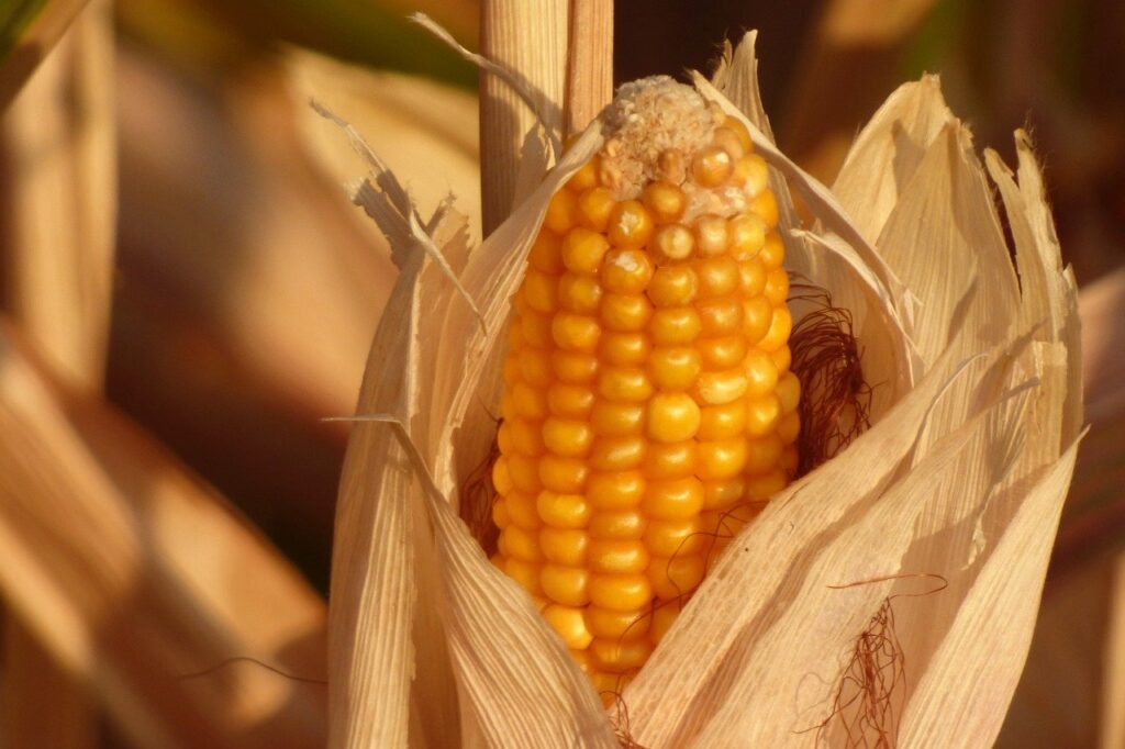 Corn Catagory