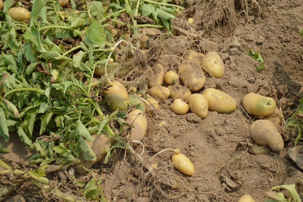 Potato Catagory